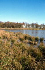 Etang, Dombes, 01, Ain, France