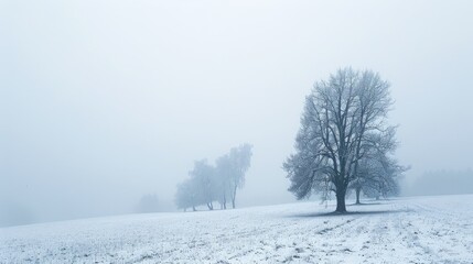 Snow covered field with leafless trees under foggy sky