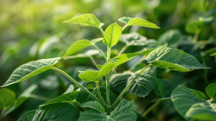 Soybean Leaves - Detailed Close-up of Fresh and Beautiful Herb Leaves in Bright Colors