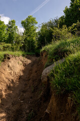 path in the forest