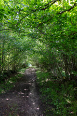 path in the forest