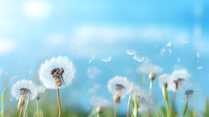 Obraz premium White dandelion seeds blowing in the wind against a bright blue sky.