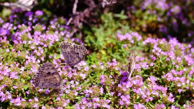 Many white butterflies sit on thyme flowers. Butterflies fly over flowers. The concept of spring and the pacification of nature. Butterflies pollinate plants and drink nectar.