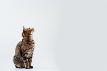 Cat Posing on White Background with Blank Space