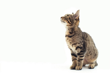 Obraz premium Cat Posing on White Background with Blank Space