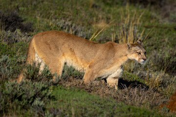 Puma stands in pre-Andean scrubland in sunshine