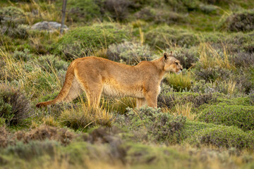 Puma stands in profile on bushy scrubland