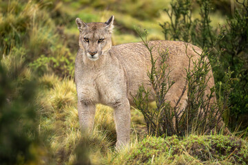 Puma stands staring in bushes in rain