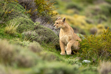 Puma stands up in bushes lifting paw