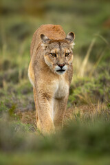 Puma walks across bushy scrubland towards camera