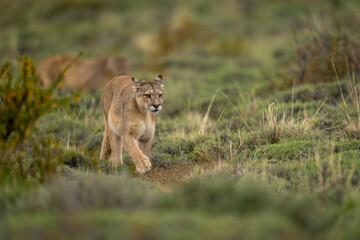 Puma walking across bushy grassland towards camera