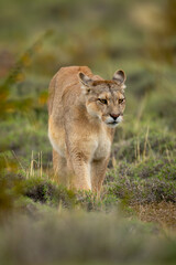 Puma walks across bushy grassland towards camera