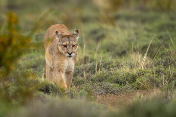 Puma walks across bushy scrubland toward camera