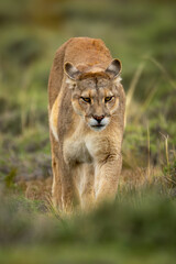 Puma walks across grass slope towards camera