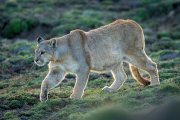 Puma walks down grassy slope lifting foot
