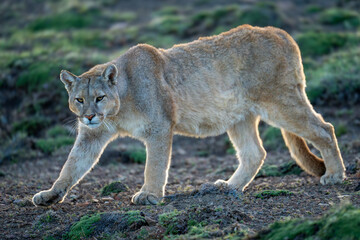 Puma walks down grassy hillside turning head
