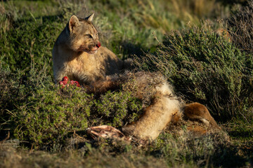 Puma with catchlight sits by guanaco carcase