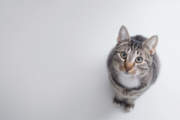 Obraz premium Cat Posing on White Background with Blank Space