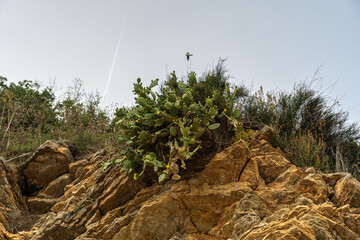Cactus growing on a rocky cliff. Green pads contrast with the rugged, layered stone background. The arid environment