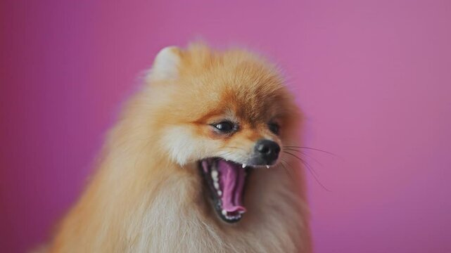 Happy pomeranian spitz dog is yawning on pink background