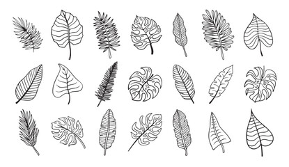 Botanical hand drawn exotic leave. Tropical palm leave sketch, isolated linear doodle style. 