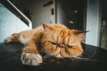 portrait of a cat
