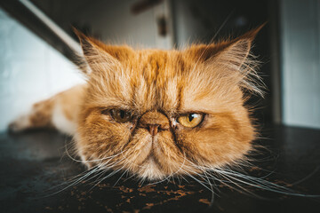 portrait of a cat