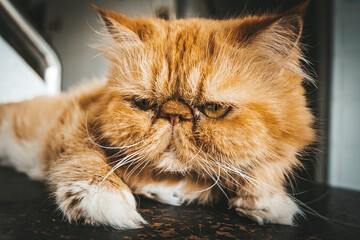 portrait of a cat