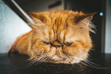 portrait of a cat