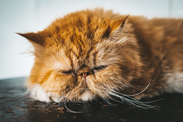 portrait of a cat