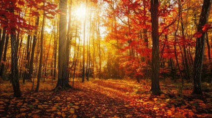 Obraz premium Vibrant Autumn Maple Forest Landscape with Golden Sunlight and Foliage