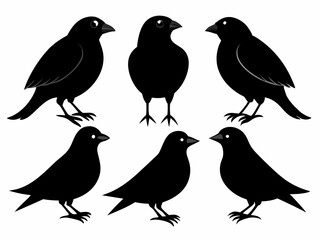 set of silhouettes of birds Vector, isolated black silhouette bird bundle
