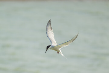 A Common Tern in flight