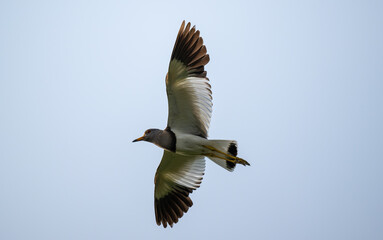 Grey headed Lapwing in flight