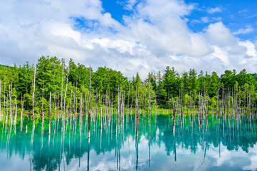 北海道美瑛町の青い池
