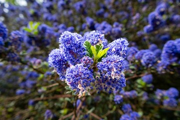 close up of flowers in the garden