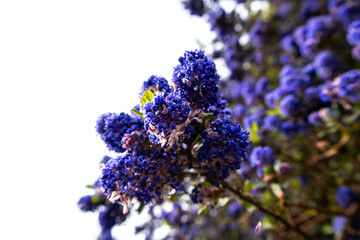 close up of flowers in the garden