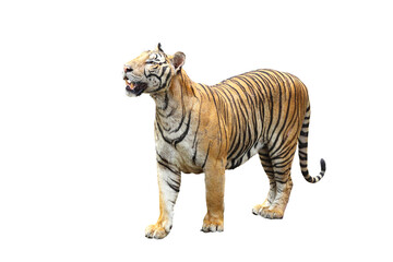 Tiger isolated on transparent background png file