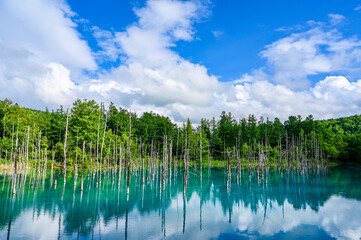 北海道美瑛町の青い池
