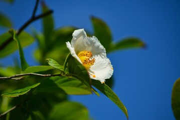 Fototapeta premium ナツツバキ（夏椿）の花