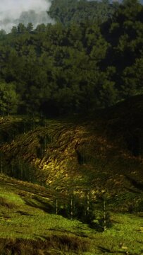 autumn forest on green rocky hills