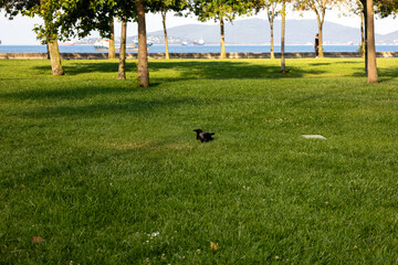 Seaside Park with a Bird on the Grass
