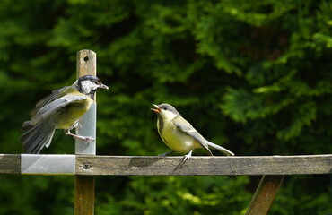 young great tit begs for food