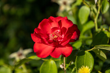 Red Rose in Full Bloom