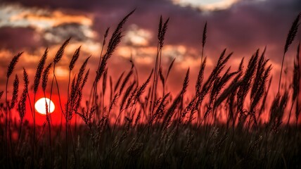Silver grass field with a red sunset, Generative AI