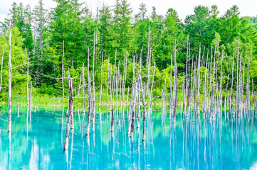 北海道美瑛町の青い池
