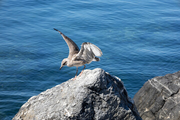 Naklejka premium Seagulls on the Rocks looks sea