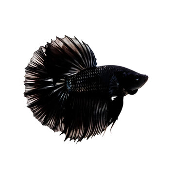 recommend clip art: illustration logo of minimalist outline of a betta fish