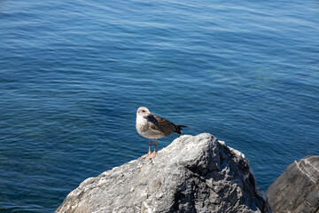 Seagulls on the Rocks looks sea