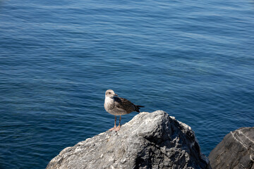 Seagulls on the Rocks looks sea